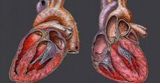 مجموعه مقالات فارسی شامل بیش از صد مقاله در مورد پیش بینی و تشخیص بیماری قلبی